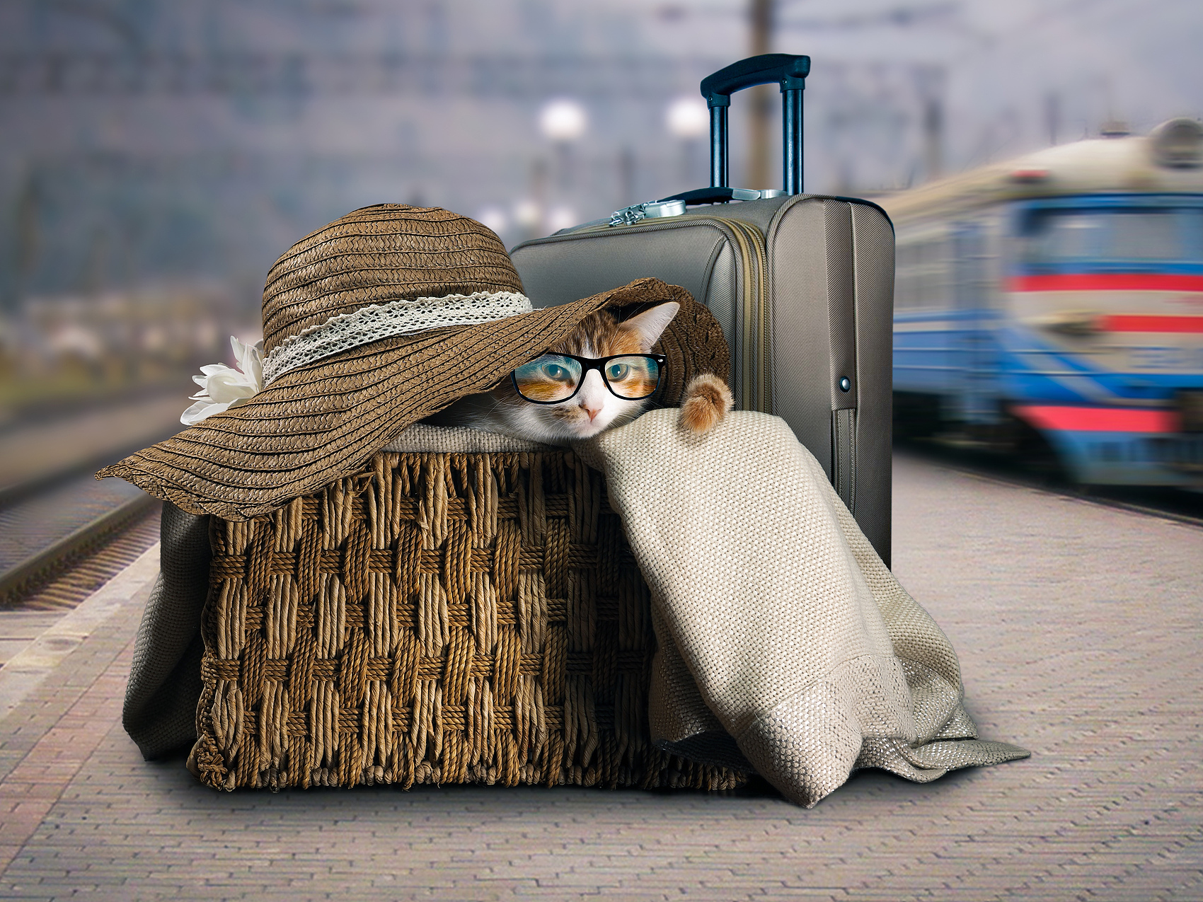 TOP-TIPPS, UM DAS REISEN MIT IHRER KATZE EINFACHER ZU MACHEN
